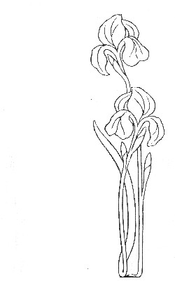 Line drawing of irises based on a design by Margaret Armstrong